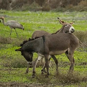 זוג חמורי בית ניצבים בשדות המוריקים של אגמון החולה, כשברקע נראות עגורים אפורים בתנועה. הצילום מתעד רגע אינטימי שבו אחד החמורים נשען בעדינות על חברו, תחת תאורה טבעית רכה המדגישה את המרקם האפור-חום של פרוותם. עומק השדה הרדוד מבודד את החמורים מהרקע וממקד את תשומת הלב באינטראקציה ביניהם.