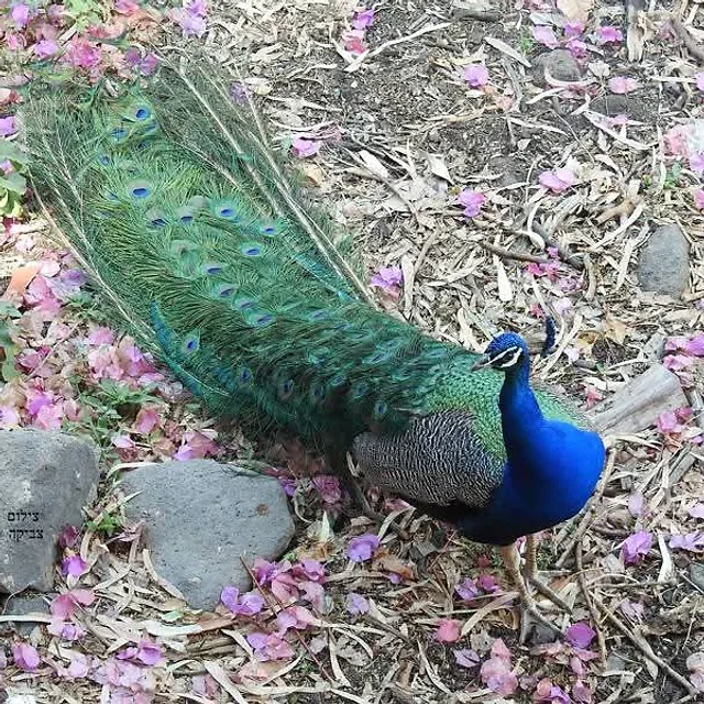צילום טבע מרשים של טווס מצוי העומד על קרקע זרועה בעלים יבשים ועלי כותרת ורודים. הטווס מוצג בפרופיל, כשהזנב הארוך והמרהיב שלו פרוש מאחוריו, מדגיש את הטקסטורות והגוונים הירוקים והכחולים העמוקים של הנוצות. התאורה הרכה משתלבת עם הרקע הטבעי ומבליטה את פרטי גוף הציפור המרהיבה.