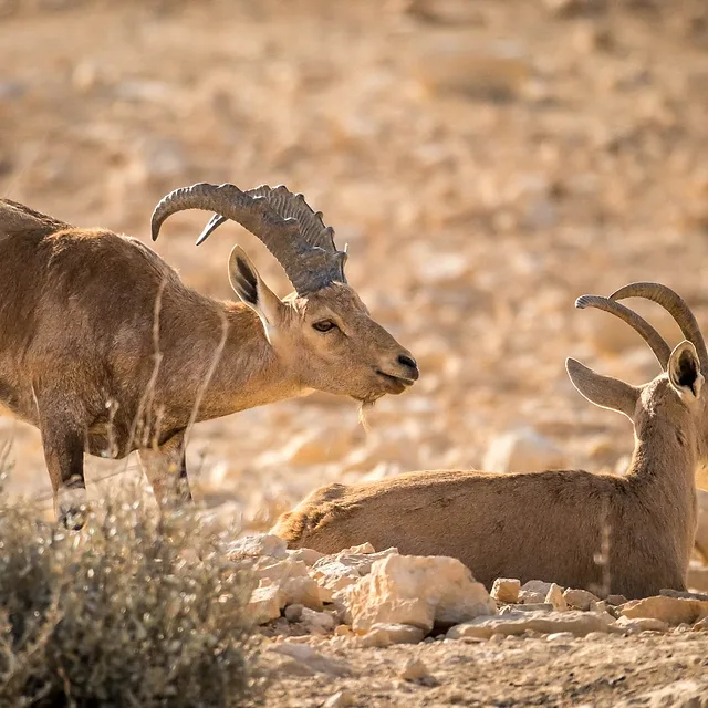 צילום טבע מרשים המתעד זוג יעלים נוביים בסביבתם המדברית. הפרט העומד, בעל הקרניים המעוקלות הבולטות, נצפה בפרופיל מול היעל השני הנח על הקרקע. עומק שדה רדוד מפריד בין הדמויות לרקע המדברי המטושטש, תוך שימוש בתאורה רכה שמדגישה את מרקם הפרווה והגוונים החומים המשתלבים בהרמוניה עם סביבת הסלעים והשיחים היבשים.
