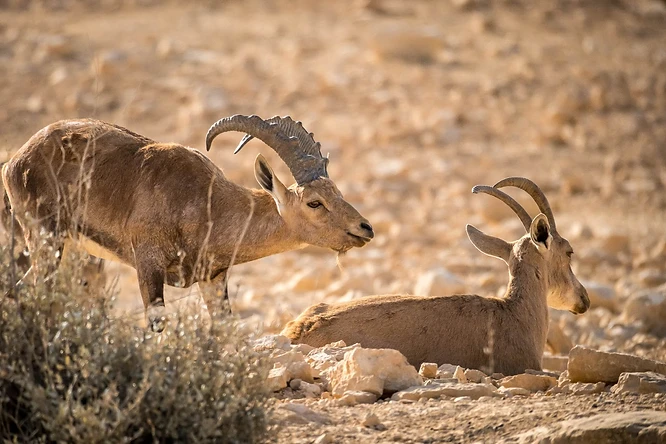 צילום טבע מרשים המתעד זוג יעלים נוביים בסביבתם המדברית. הפרט העומד, בעל הקרניים המעוקלות הבולטות, נצפה בפרופיל מול היעל השני הנח על הקרקע. עומק שדה רדוד מפריד בין הדמויות לרקע המדברי המטושטש, תוך שימוש בתאורה רכה שמדגישה את מרקם הפרווה והגוונים החומים המשתלבים בהרמוניה עם סביבת הסלעים והשיחים היבשים.