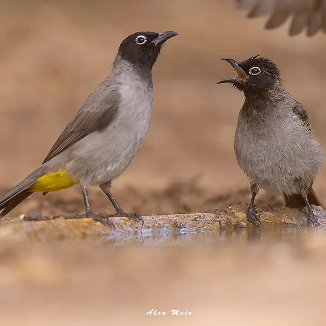 צילום טבע עוצר נשימה המתעד רגע אינטראקציה מרגש בין שני בולבולים צהובי-שת על שפת מקור מים. השימוש בעדשת 600 מ"מ יצר עומק שדה רדוד המפריד את הציפורים מהרקע החום-נייטרלי, תוך הדגשת פרטי הנוצות והבעות הפנים. התאורה הרכה משלימה את הקומפוזיציה המאוזנת ותופסת רגע של תקשורת קולית מופלאה בין הפרטים.