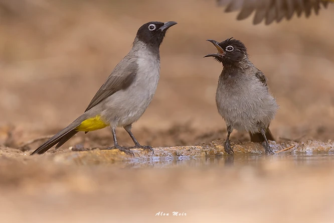 צילום טבע עוצר נשימה המתעד רגע אינטראקציה מרגש בין שני בולבולים צהובי-שת על שפת מקור מים. השימוש בעדשת 600 מ"מ יצר עומק שדה רדוד המפריד את הציפורים מהרקע החום-נייטרלי, תוך הדגשת פרטי הנוצות והבעות הפנים. התאורה הרכה משלימה את הקומפוזיציה המאוזנת ותופסת רגע של תקשורת קולית מופלאה בין הפרטים.