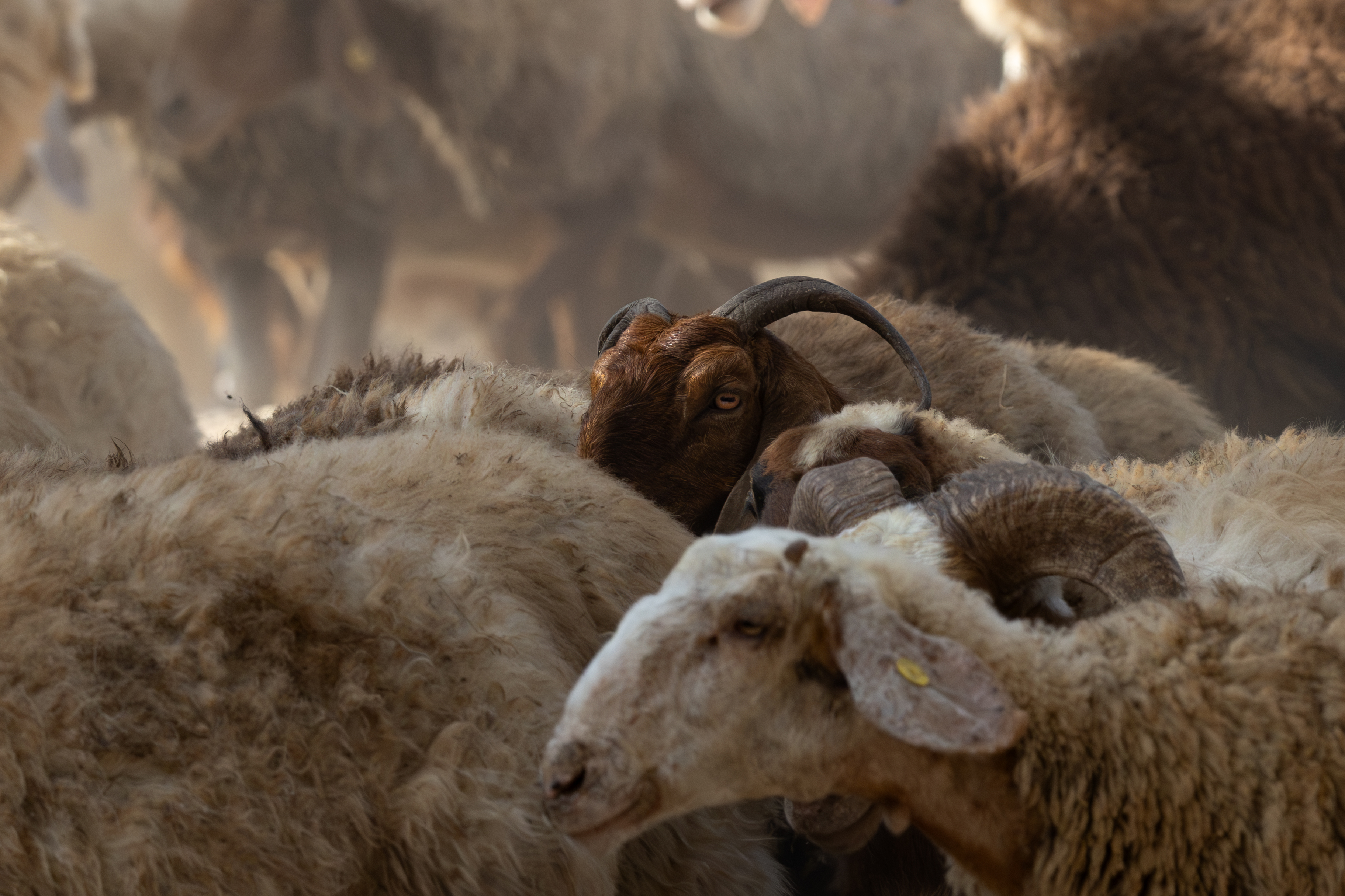 צילום דוקומנטרי מרתק הלוכד עז בית חומה ומסוקרנת המזדקרת בתוך עדר כבשים. השימוש בעדשת 238 מ"מ יצר עומק שדה רדוד ומחמיא, המבודד את העז על רקע המרקמים הצמריריים והאבקתיים של העדר. תאורת האור הטבעי המרוכך מדגישה את תווי הפנים של העז ואת הניגודיות הצבעונית העדינה בין הפרווה החומה לבהירה של הכבשים.