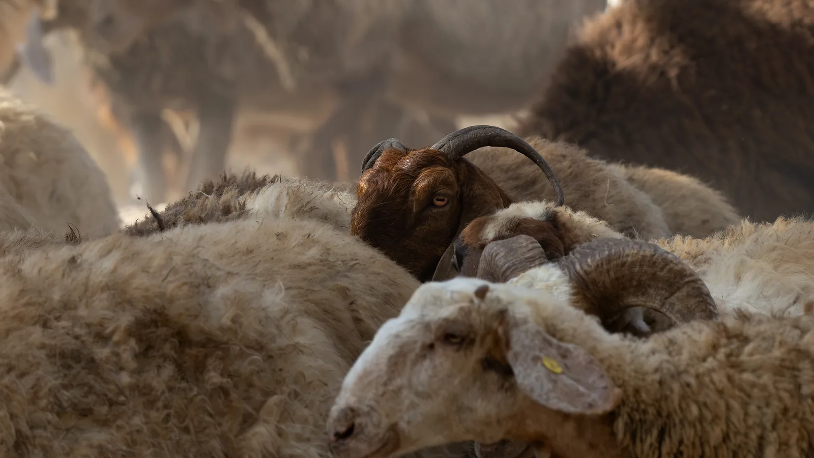 צילום דוקומנטרי מרתק הלוכד עז בית חומה ומסוקרנת המזדקרת בתוך עדר כבשים. השימוש בעדשת 238 מ"מ יצר עומק שדה רדוד ומחמיא, המבודד את העז על רקע המרקמים הצמריריים והאבקתיים של העדר. תאורת האור הטבעי המרוכך מדגישה את תווי הפנים של העז ואת הניגודיות הצבעונית העדינה בין הפרווה החומה לבהירה של הכבשים.