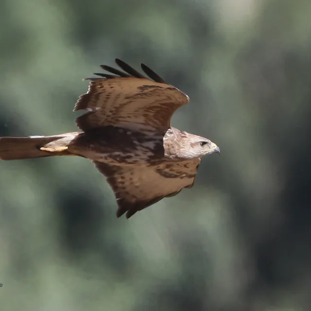 צילום טבע עוצר נשימה של עקב חורף במעוף, המתעד את הציפור בזווית צדדית מרשימה. עומק השדה הרדוד מבודד את הדורס מהרקע המטושטש בגווני ירוק, ומדגיש את המרקם העשיר של נוצותיו. התאורה הרכה מחמיאה לפרטי הכנפיים הפרושות, ומעניקה תחושת תנועה דינמית ושלווה בו-זמנית בתוך הרגע המוקפא הזה.