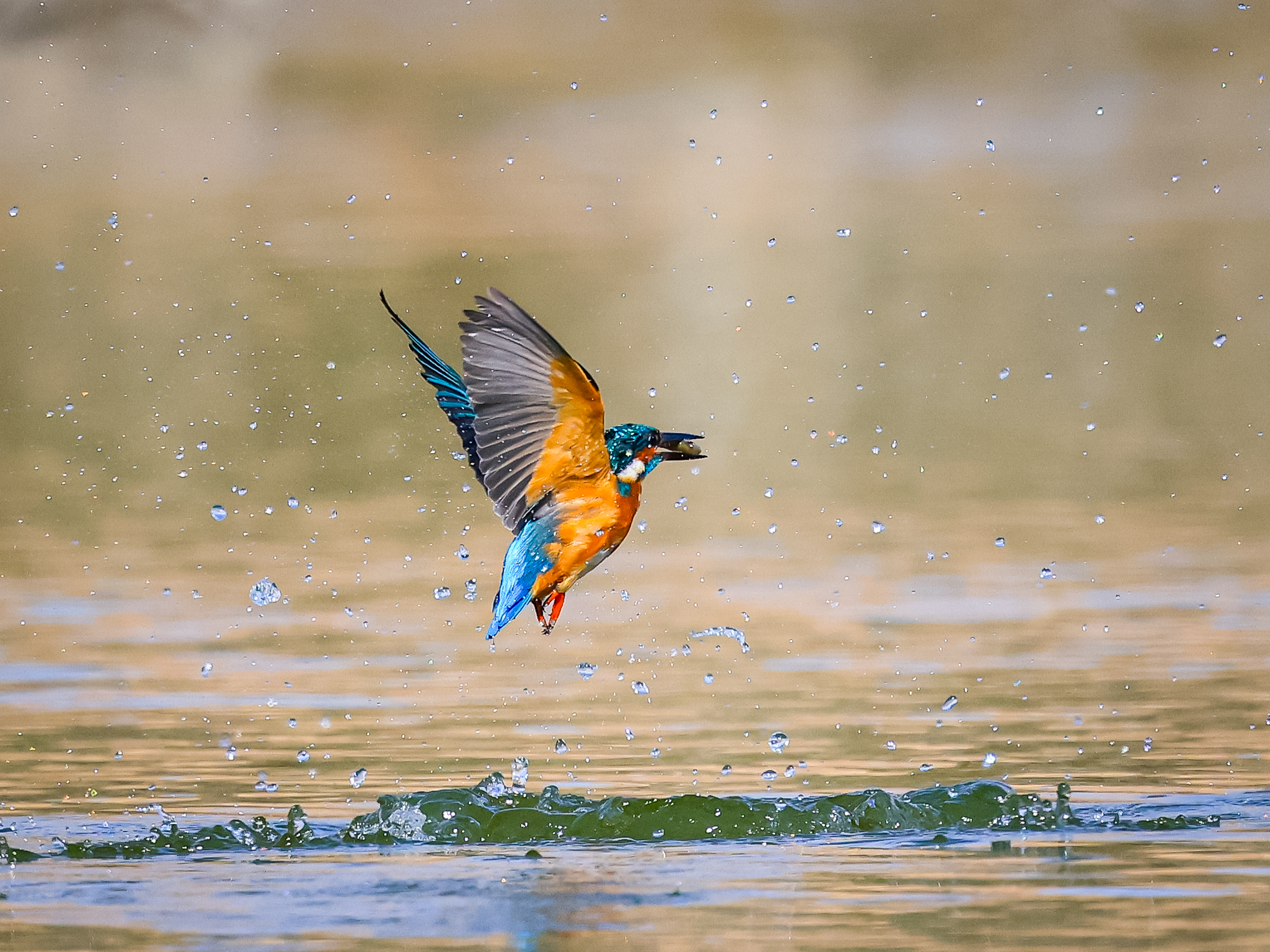 צילום טבע עוצר נשימה המתעד שלדג גמדי ברגע דרמטי של המראה מתוך המים עם שלל בפיו. הצלם השתמש בעדשת טלפוטו איכותית המאפשרת הפרדה מצוינת מהרקע המטושטש, תוך הקפאה מדויקת של תנועת הכנפיים וטיפות המים הניתזות, המעניקות תחושת תנועה חיה ודינמית לסיטואציה כולה.