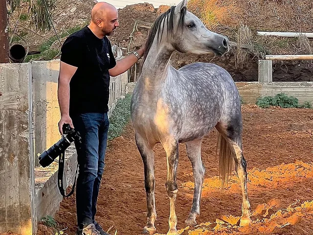 צילום סוסים ערביים