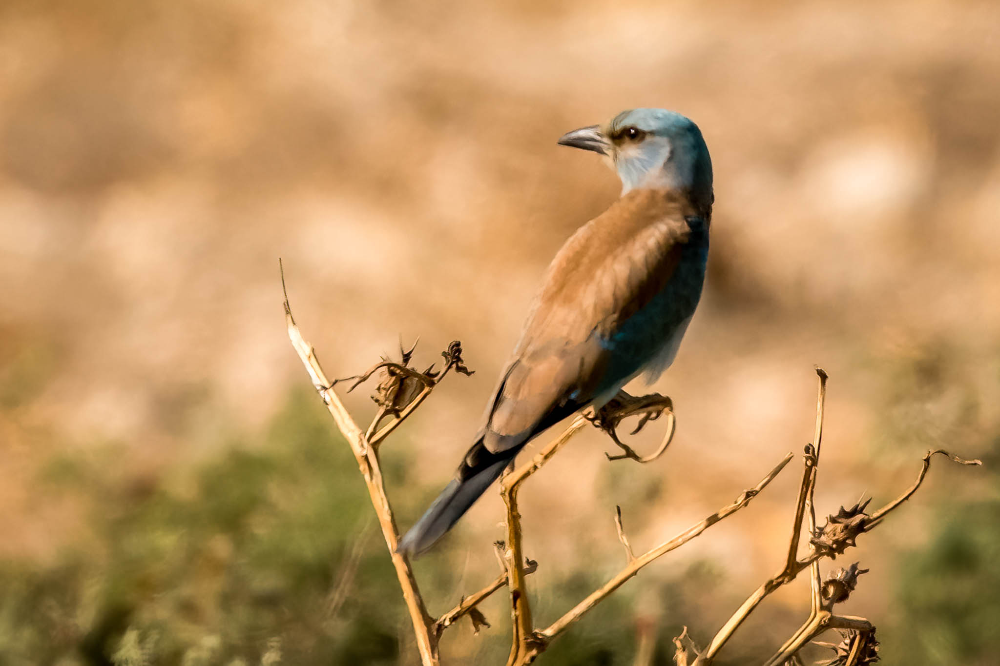 צילום טבע מרהיב המתמקד בפרט יחיד של כחל מצוי הניצב על ענף יבש. הקומפוזיציה מנצלת היטב את המרחק המוקדי של 700 מ"מ ליצירת עומק שדה רדוד, המטשטש את הרקע לכדי גוונים רכים וחמים. הניגודיות בין התכלת העמוק של הנוצה לגווני החום יוצרת מראה אסתטי ומקצועי המדגיש את החדות המדויקת על גוף הציפור.