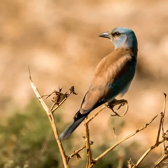 צילום טבע מרהיב המתמקד בפרט יחיד של כחל מצוי הניצב על ענף יבש. הקומפוזיציה מנצלת היטב את המרחק המוקדי של 700 מ"מ ליצירת עומק שדה רדוד, המטשטש את הרקע לכדי גוונים רכים וחמים. הניגודיות בין התכלת העמוק של הנוצה לגווני החום יוצרת מראה אסתטי ומקצועי המדגיש את החדות המדויקת על גוף הציפור.