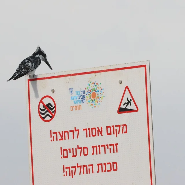 בתצלום נראית פרפור עקוד הניצב בראש שלט אזהרה המורה על איסור רחצה וסכנת החלקה. הקומפוזיציה מנצלת את הניגודיות שבין הטבע לאלמנט העירוני. השימוש במוקד של 400 מ"מ סייע בהפרדת הציפור מהרקע המינימליסטי, בעוד שהתאורה המפוזרת מעניקה מראה נקי וממוקד בנושא המרכזי.