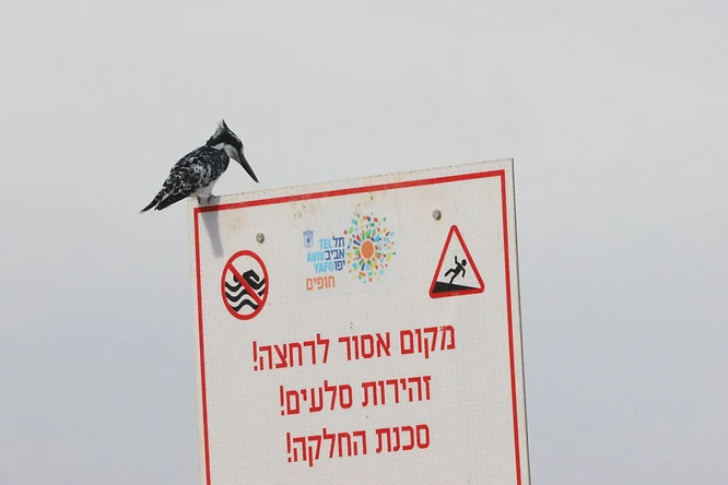 בתצלום נראית פרפור עקוד הניצב בראש שלט אזהרה המורה על איסור רחצה וסכנת החלקה. הקומפוזיציה מנצלת את הניגודיות שבין הטבע לאלמנט העירוני. השימוש במוקד של 400 מ"מ סייע בהפרדת הציפור מהרקע המינימליסטי, בעוד שהתאורה המפוזרת מעניקה מראה נקי וממוקד בנושא המרכזי.