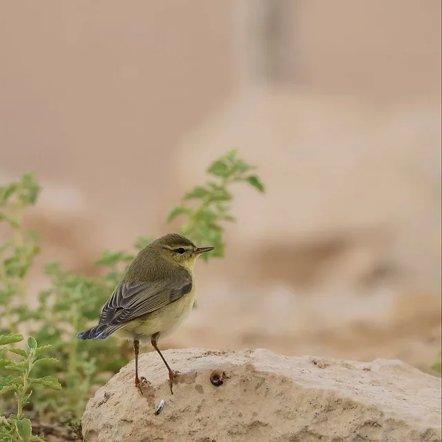צילום טבע עדין המתמקד בעלביון מצוי העומד על סלע בהיר. הרקע המטושטש בצבעי אדמה רכים יוצר עומק שדה רדוד המבליט את הציפור. התאורה הרכה מחמיאה למרקם נוצותיה, והקומפוזיציה המאוזנת מעניקה תחושת שקט והרמוניה בסביבתה הטבעית, תוך שימוש מושכל בטשטוש עומק כדי להפריד את האובייקט מהסביבה.