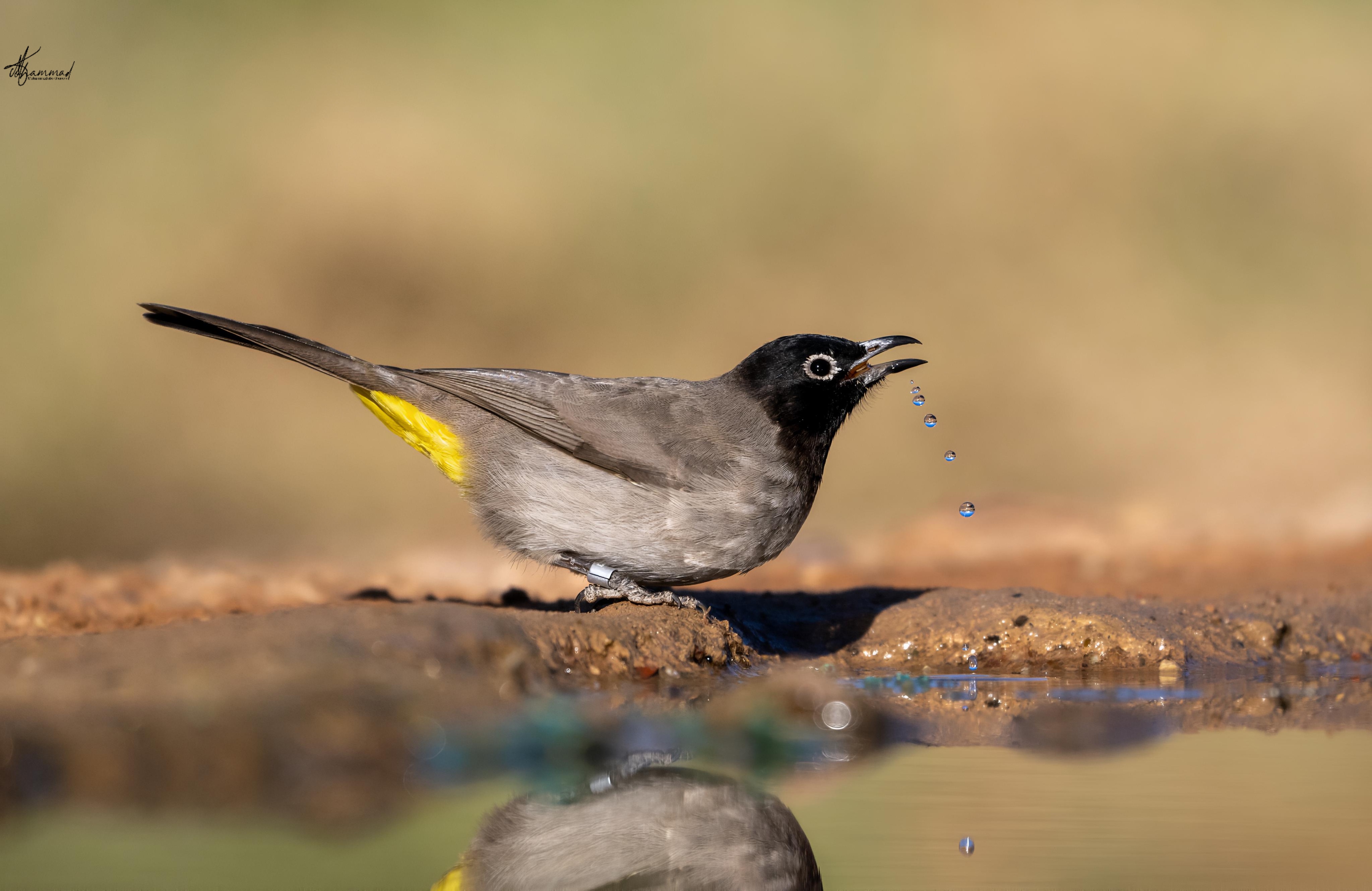צילום טבע מרשים המציג בולבול צהוב-שת המנצל רגע של שתייה ליד מקור מים. הקומפוזיציה מנצלת את ההשתקפות העדינה במים ואת עומק השדה הרדוד המפריד את הציפור מהרקע המטושטש בגווני חום. טיפות המים הנופלות מהמקור מוסיפות דינמיות וחיים לתמונה המוקפדת, המאופיינת בתאורה רכה ובחדות מצוינת על נושא הצילום.