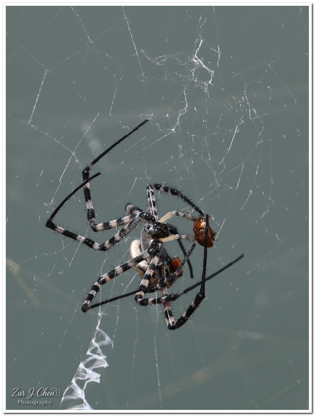 תצלום מאקרו מרהיב המציג עכביש מסוג ארגיופ (Argiope) במרכז קוריו המורכב, כשהוא אוחז בטרפו. הצילום מתמקד בפרטי הרגליים המפוספסות והשעירות של העכביש ובמבנה הרשת העדין. התאורה הניטרלית מדגישה את הטקסטורה של העכביש, בעוד שעומק השדה הרדוד מפריד אותו מהרקע האפור והחלק, מה שיוצר קומפוזיציה נקייה ומרשימה המדגישה את יכולת הציד בטבע.