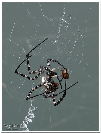 תצלום מאקרו מרהיב המציג עכביש מסוג ארגיופ (Argiope) במרכז קוריו המורכב, כשהוא אוחז בטרפו. הצילום מתמקד בפרטי הרגליים המפוספסות והשעירות של העכביש ובמבנה הרשת העדין. התאורה הניטרלית מדגישה את הטקסטורה של העכביש, בעוד שעומק השדה הרדוד מפריד אותו מהרקע האפור והחלק, מה שיוצר קומפוזיציה נקייה ומרשימה המדגישה את יכולת הציד בטבע.