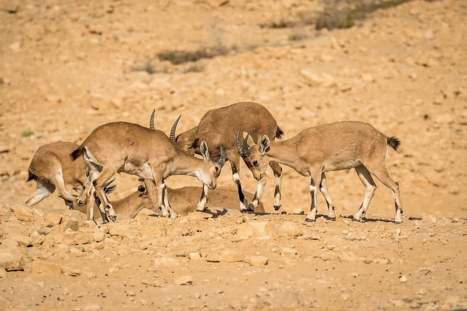 בתמונה נראים מספר פרטים של יעל נובי בבית גידולם המדברי והסלעי. הצילום מתעד רגע של אינטראקציה חברתית בין הצעירים, כאשר שני פרטים נמצאים במרכז הפריים במפגש ראשים. התאורה הטבעית מדגישה את גווני הפרווה החומים-צהבהבים המשתלבים עם סביבתם, בעוד עומק השדה הממוקד שומר על חדות הנושאים ומפריד אותם מהרקע המטושטש.