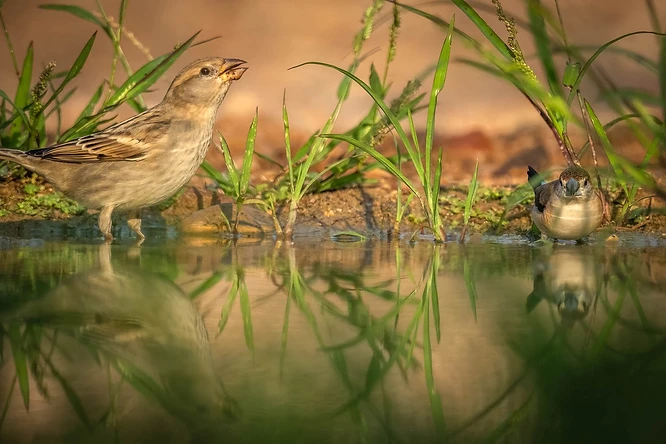צילום טבע מרשים המתעד שתי נקבות דרור הבית לצד מקור מים. הקומפוזיציה מתבססת על השתקפויות ברורות וסימטריות במים, המעניקות עומק ושלווה לתמונה. התאורה הרכה מדגישה את הטקסטורה העדינה של נוצות הציפורים, בעוד עומק השדה הרדוד מבודד אותן מהרקע ויוצר מיקוד ברור בנושא המרכזי. הצבעים החמים והטבעיים משלימים את האווירה הפסטורלית.