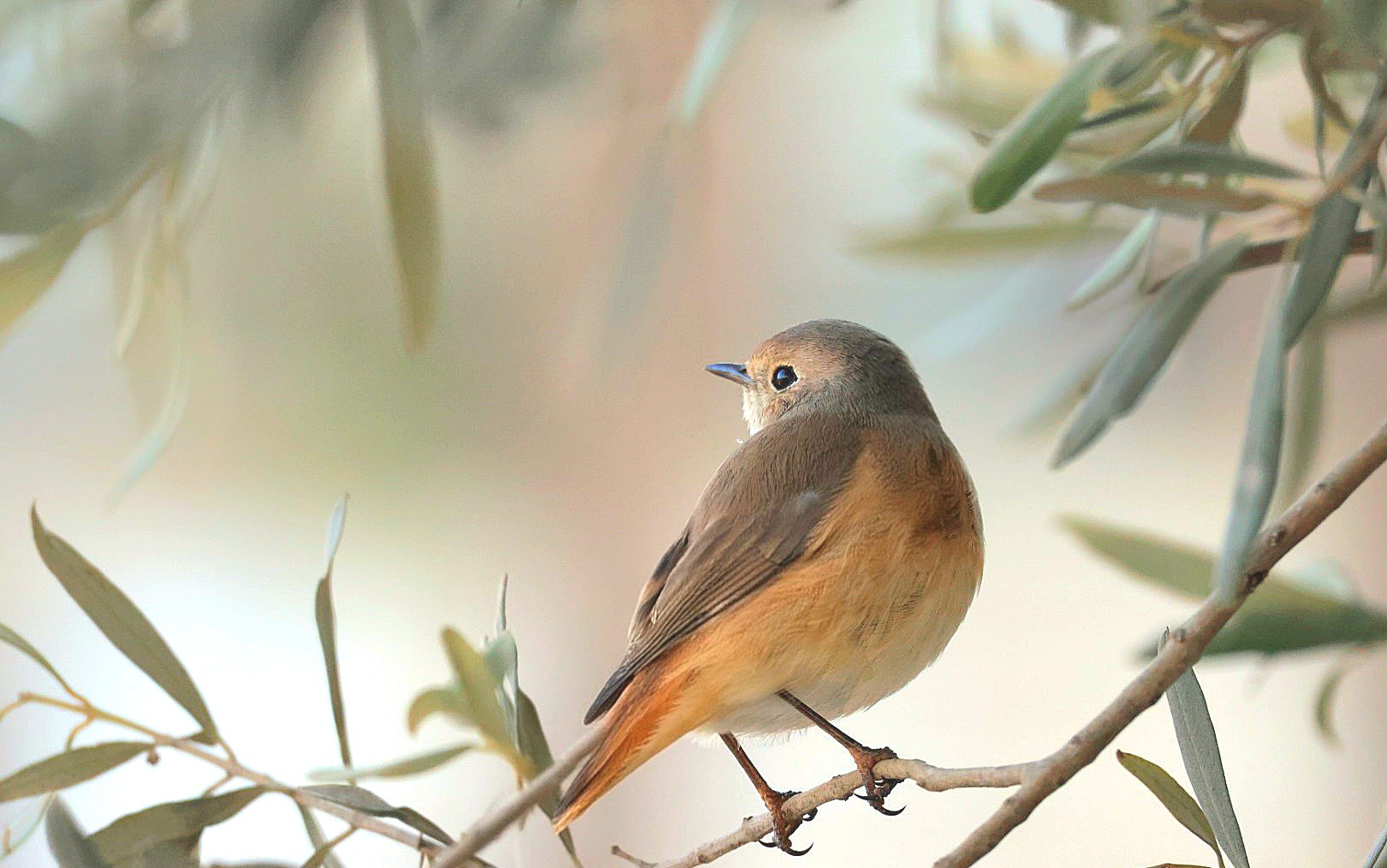 צילום טבע מרשים המציג חכלילית עצים השוהה על ענף זית. הצלם השתמש בעדשת 400 מ"מ ליצירת עומק שדה רדוד המפריד את הציפור מהרקע המטושטש. התאורה הרכה והגוונים הטבעיים מחמיאים למרקם הנוצות, בעוד הקומפוזיציה המוקפדת מציבה את החכלילית במיקום המדגיש את מבטה הצדי המופנה אל מחוץ לפריים.