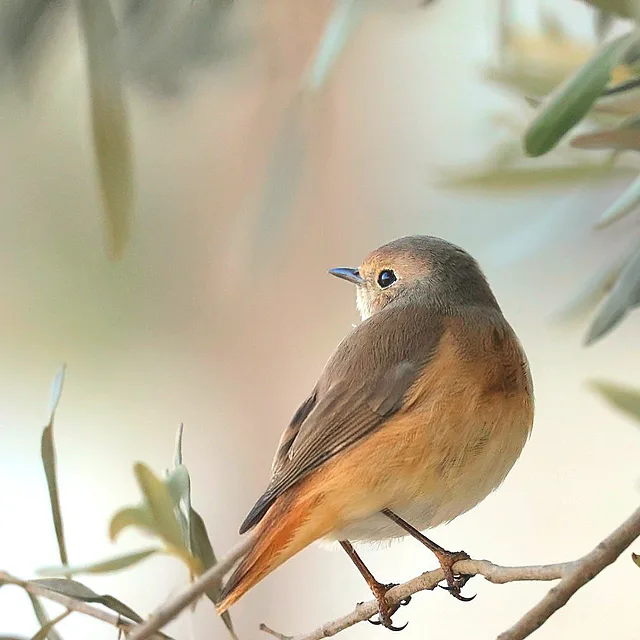 צילום טבע מרשים המציג חכלילית עצים השוהה על ענף זית. הצלם השתמש בעדשת 400 מ"מ ליצירת עומק שדה רדוד המפריד את הציפור מהרקע המטושטש. התאורה הרכה והגוונים הטבעיים מחמיאים למרקם הנוצות, בעוד הקומפוזיציה המוקפדת מציבה את החכלילית במיקום המדגיש את מבטה הצדי המופנה אל מחוץ לפריים.