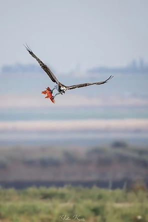 תצלום טבע עוצר נשימה המתעד שלך מצוי במעוף, כשהוא אוחז בטופריו דג צבעוני ומבריק. הקומפוזיציה המרכזית מדגישה את מוטת הכנפיים המרשימה של הציפור, בעוד הרקע המטושטש ברכות יוצר עומק שדה רדוד וממוקד, המפריד את הטורף מהנוף ומתמקד ברגע הדרמטי של הציד בטבע הפראי.