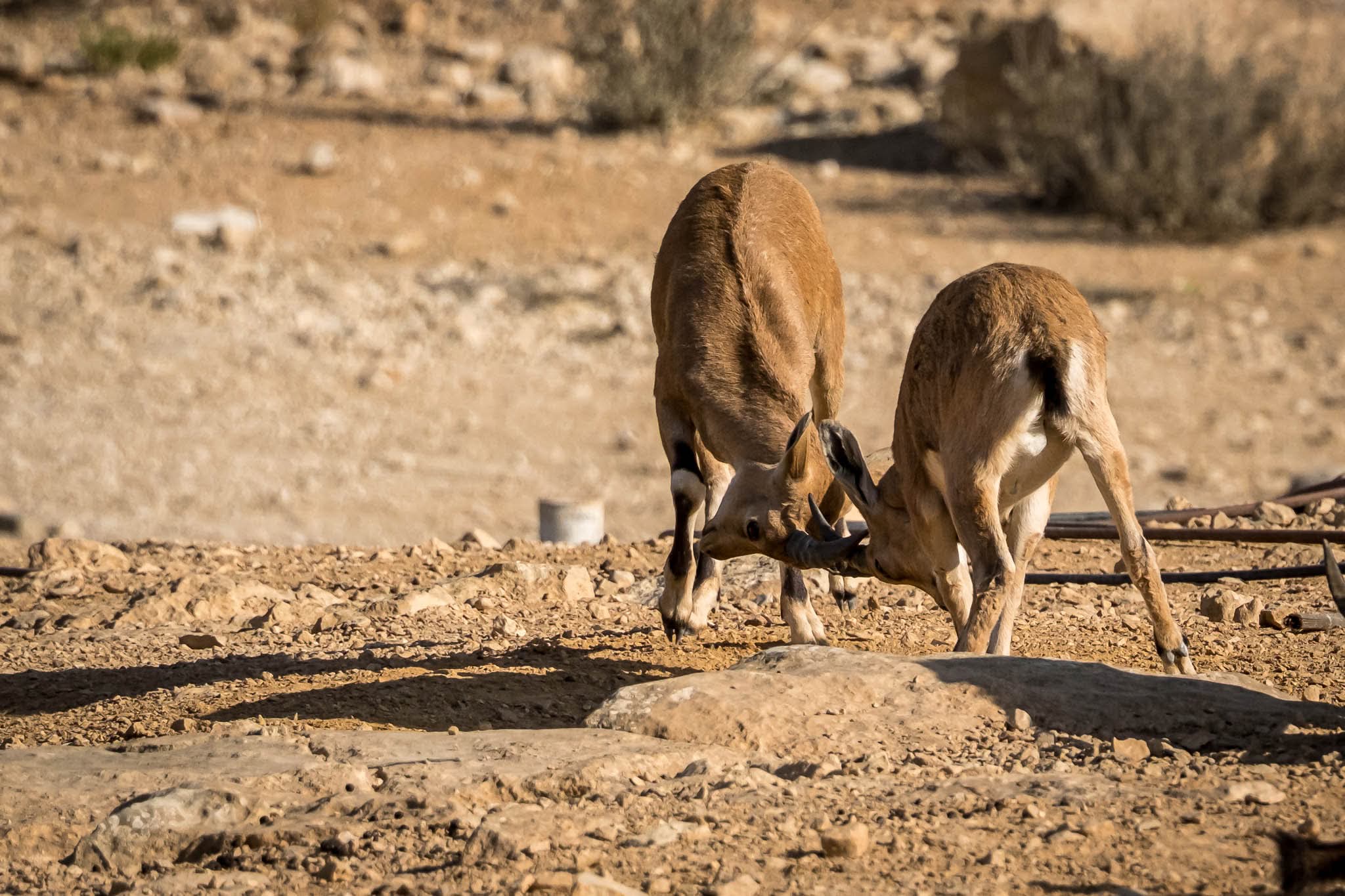 צילום טבע מרתק המתעד זוג יעלים נוביים בעיצומו של מאבק טריטוריאלי בשטח מדברי. הפריים לוכד רגע של אינטראקציה חדה, תוך שימוש באור יום ישיר המדגיש את מרקם הפרווה והסלעים. הקומפוזיציה מתמקדת בדינמיות של בעלי החיים, כאשר הרקע המטושטש עוזר לבודד את נושאי הצילום מהסביבה הצחיחה והמאתגרת שבה הם חיים.