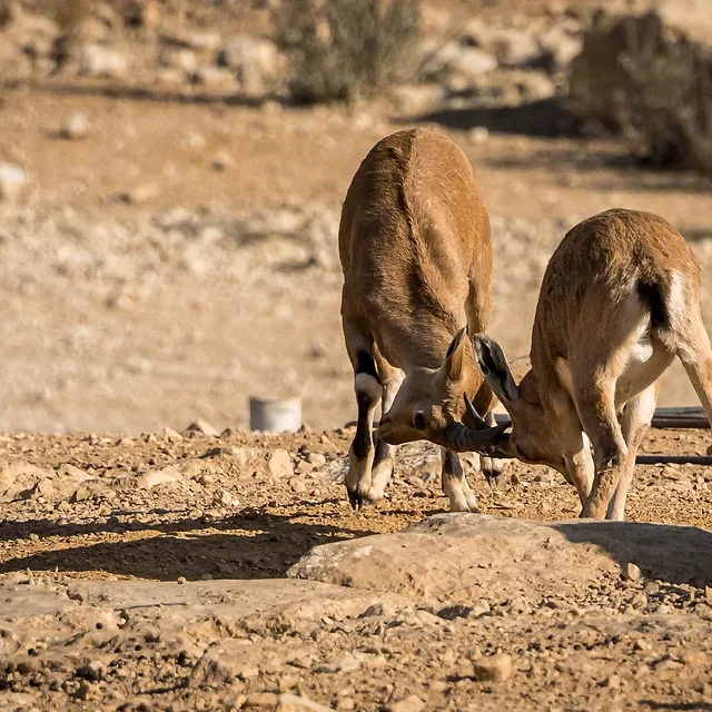 צילום טבע מרתק המתעד זוג יעלים נוביים בעיצומו של מאבק טריטוריאלי בשטח מדברי. הפריים לוכד רגע של אינטראקציה חדה, תוך שימוש באור יום ישיר המדגיש את מרקם הפרווה והסלעים. הקומפוזיציה מתמקדת בדינמיות של בעלי החיים, כאשר הרקע המטושטש עוזר לבודד את נושאי הצילום מהסביבה הצחיחה והמאתגרת שבה הם חיים.