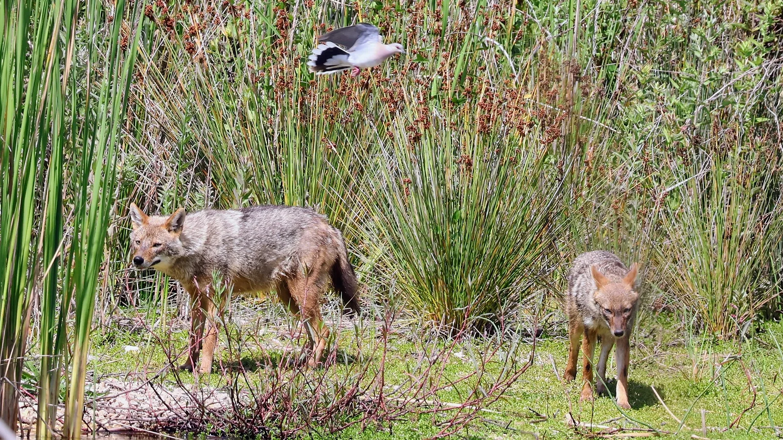 תנים בראש ציפור