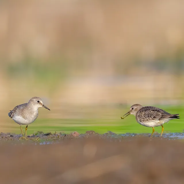 צילום טבע מרהיב המתעד זוג ביצניות, ככל הנראה ביצניות לבנות-בטן, על גדת מקווה מים. הקומפוזיציה מאוזנת להפליא, כאשר הציפורים ממוקמות בשליש התמונה, מוקפות בטשטוש רקע רך המדגיש את חדות הנושאים. התאורה הרכה והשימוש באורך מוקד של 672 מ"מ מעניקים עומק שדה רדוד המבליט את הפרטים והמרקמים העדינים של הנוצות והסביבה.