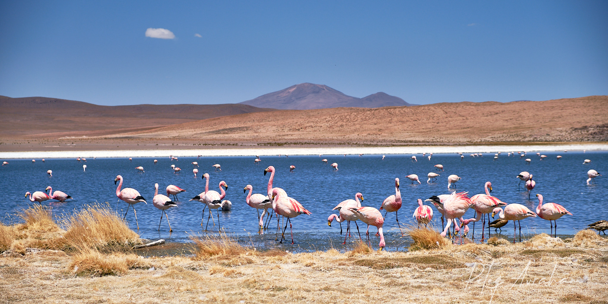 להקת פלמינגו גדולה ניצבת במימי אגם כחולים למרגלות נוף הררי צחיח. הצילום המרהיב, שבוצע בעזרת מצלמת Fujifilm X-T20, לוכד את הניגודיות בין הגוונים הוורודים העדינים של הציפורים לבין המים העמוקים וצבעי האדמה החמים ברקע. הקומפוזיציה הרחבה מעניקה תחושת מרחב, כאשר האור הבהיר מדגיש את מרקם הנוצות והמים הצלולים.