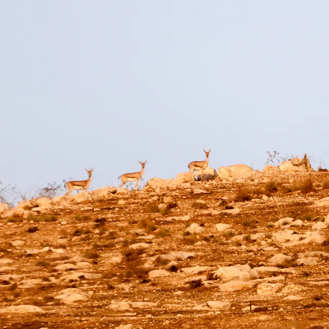 צילום טבע מרשים המציג להקת צבי ארץ-ישראלי הנמצאים בראש גבעה טרשית. השימוש בעדשת טלה במוקד 600 מ"מ מאפשר לקרב את בעלי החיים ולשמור על מרחק בטיחות. התאורה החמה והרכה מדגישה את המרקמים הסלעיים ואת קווי המתאר של הצבאים, בעוד השמיים הבהירים משמשים כרקע נקי הממקד את תשומת הלב בנושא.