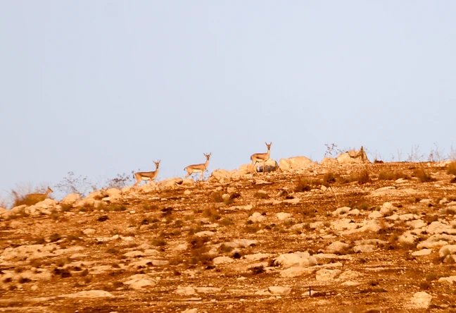 צילום טבע מרשים המציג להקת צבי ארץ-ישראלי הנמצאים בראש גבעה טרשית. השימוש בעדשת טלה במוקד 600 מ"מ מאפשר לקרב את בעלי החיים ולשמור על מרחק בטיחות. התאורה החמה והרכה מדגישה את המרקמים הסלעיים ואת קווי המתאר של הצבאים, בעוד השמיים הבהירים משמשים כרקע נקי הממקד את תשומת הלב בנושא.