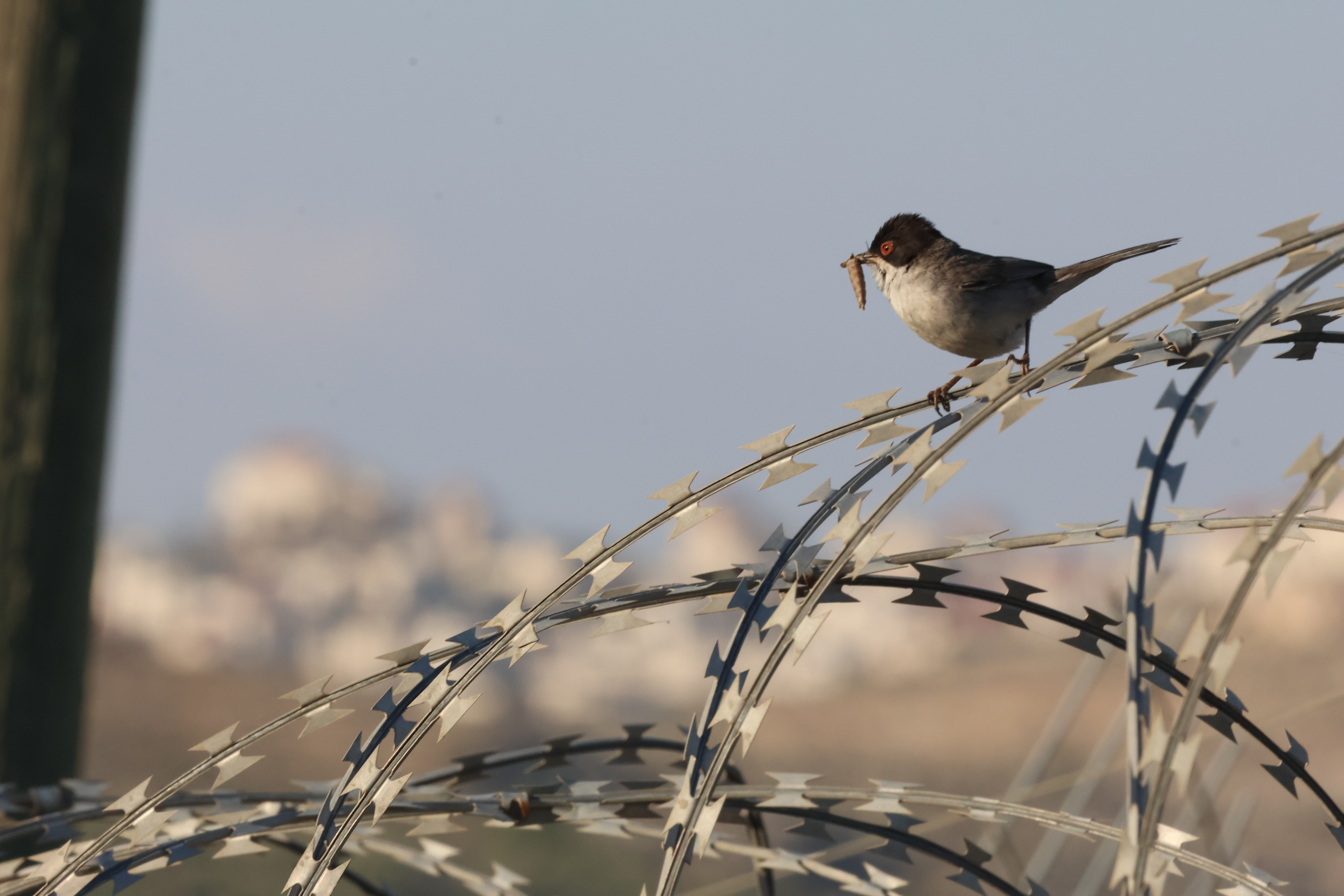 צילום טבע מרשים של סבכי שחור-ראש הניצב על גדר תיל דוקרנית, כשהוא אוחז במקורו טרף קטן. הקומפוזיציה מציבה את הציפור בחלק הימני העליון, תוך יצירת ניגודיות מעניינת בין עדינות הציפור למתכת המחוספסת. הרקע המטושטש מדגיש את הנושא המרכזי, וטבעת העין האדומה בולטת בחדות בזכות עדשת ה-400 מ"מ.