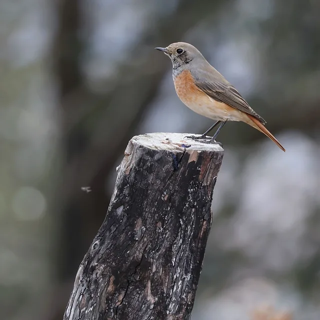 צילום טבע מרשים של חכלילית עצים נקבה העומדת בפוזה אצילית על גזע עץ כרות. הקומפוזיציה המרכזית מדגישה את הציפור, בעוד עומק השדה הרדוד יוצר רקע מטושטש ורך המבליט את הפרטים, המרקם של נוצותיה והגוון הכתום העדין של זנבה, אל מול המשטח המחוספס והכהה של הגזע.