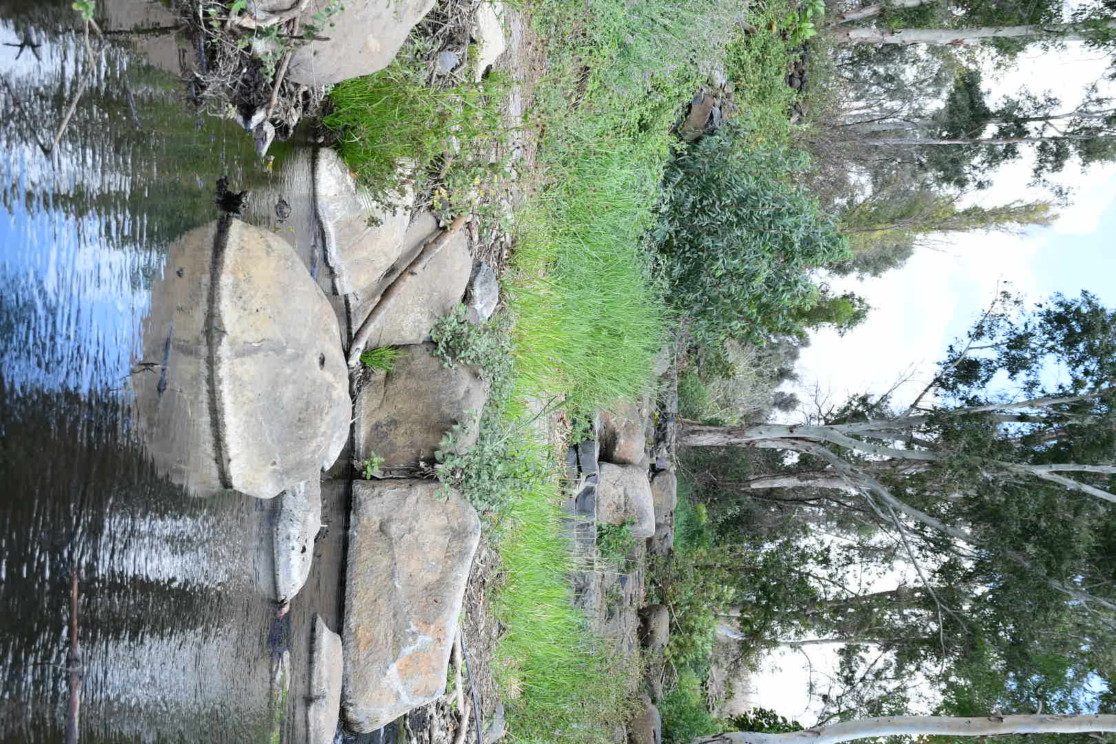 צילום נוף טבעי ומזמין המציג פלג מים רגוע הזורם בין סלעי בזלת גדולים, מוקף בצמחיית גדה ירוקה ועצי אקליפטוס גבוהים ברקע. התאורה הרכה של שעות הבוקר מדגישה את מרקמי הסלעים וההשתקפויות על פני המים, בעוד שהקומפוזיציה המאוזנת יוצרת תחושת שלווה והרמוניה עם הטבע בסביבה פסטורלית ומלאת חיים.
