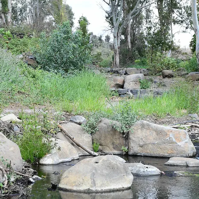 צילום נוף טבעי ומזמין המציג פלג מים רגוע הזורם בין סלעי בזלת גדולים, מוקף בצמחיית גדה ירוקה ועצי אקליפטוס גבוהים ברקע. התאורה הרכה של שעות הבוקר מדגישה את מרקמי הסלעים וההשתקפויות על פני המים, בעוד שהקומפוזיציה המאוזנת יוצרת תחושת שלווה והרמוניה עם הטבע בסביבה פסטורלית ומלאת חיים.