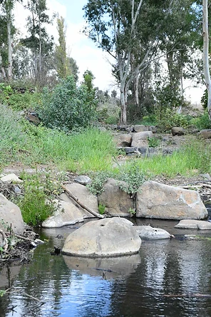 צילום נוף טבעי ומזמין המציג פלג מים רגוע הזורם בין סלעי בזלת גדולים, מוקף בצמחיית גדה ירוקה ועצי אקליפטוס גבוהים ברקע. התאורה הרכה של שעות הבוקר מדגישה את מרקמי הסלעים וההשתקפויות על פני המים, בעוד שהקומפוזיציה המאוזנת יוצרת תחושת שלווה והרמוניה עם הטבע בסביבה פסטורלית ומלאת חיים.