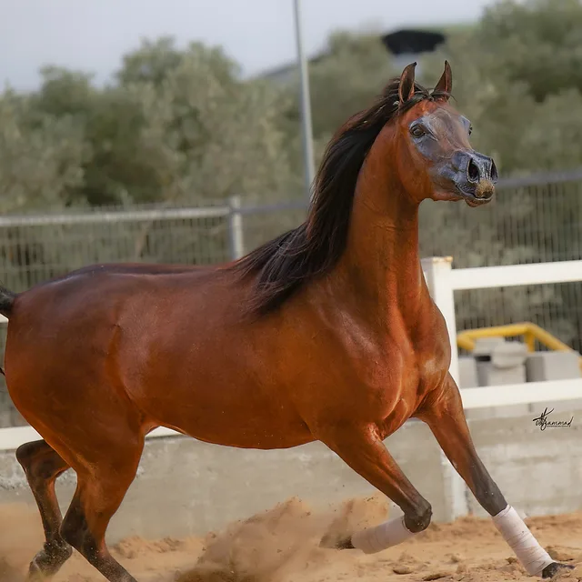 צילום דינמי ומרשים של סוס ערבי בעל פרווה חומה עמוקה, המתועד בתנועה במנז' חולי. הסוס מציג אצילות בתנוחתו, כששיערו הכהה מתנפנף ברוח והבעת פניו עירנית. הצילום מתאפיין בעומק שדה רדוד המטשטש את הרקע, מה שמדגיש את המרקם המפורט של הסוס ומעניק לתמונה תחושת תנועה חיה ואנרגטית בתנאי תאורה טבעיים.