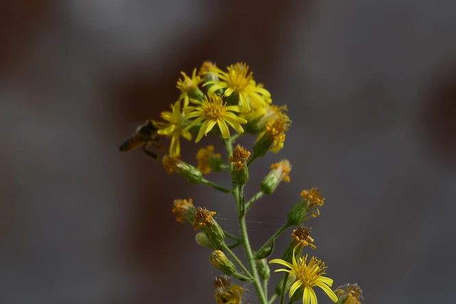 צילום מאקרו עדין המציג תפרחת פרחים צהובים בוהקים על רקע אפור מטושטש וניטרלי. לצידו של הפרח נראה חרק קטן במעופו. השימוש במוקד ארוך של 600 מ"מ יצר עומק שדה רדוד המפריד היטב את הפרח מהרקע, תוך שמירה על חדות מרשימה בחלקי הפרח המרכזיים וצבעוניות חמה המנוגדת לרקע הקר.