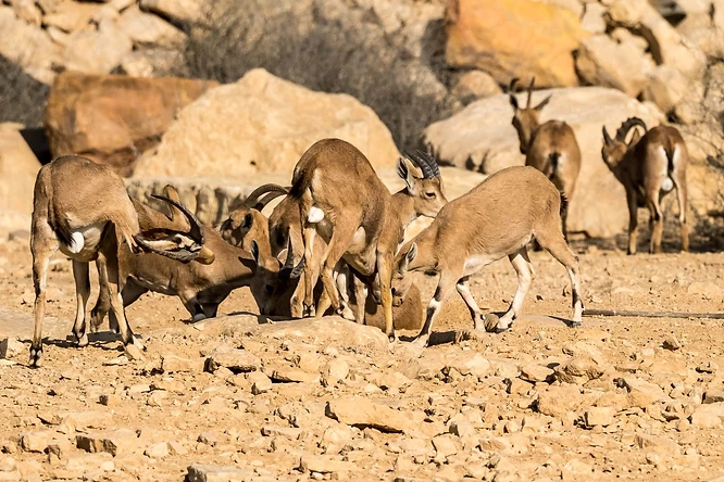 קבוצת יעלים נובים בשטח מדברי סלעי, המתועדת ברגע של אינטראקציה חברתית. התאורה החזקה מדגישה את מרקם הפרווה והגוונים החומים, בעוד עומק השדה הרדוד מפריד אותם מהרקע. הקומפוזיציה רחבה מספיק כדי להכיל את הדינמיקה בין הפרטים, תוך שימוש באור יום טבעי להדגשת סימני הזיהוי המאפיינים, כמו הכתם הלבן הבולט בזנב.