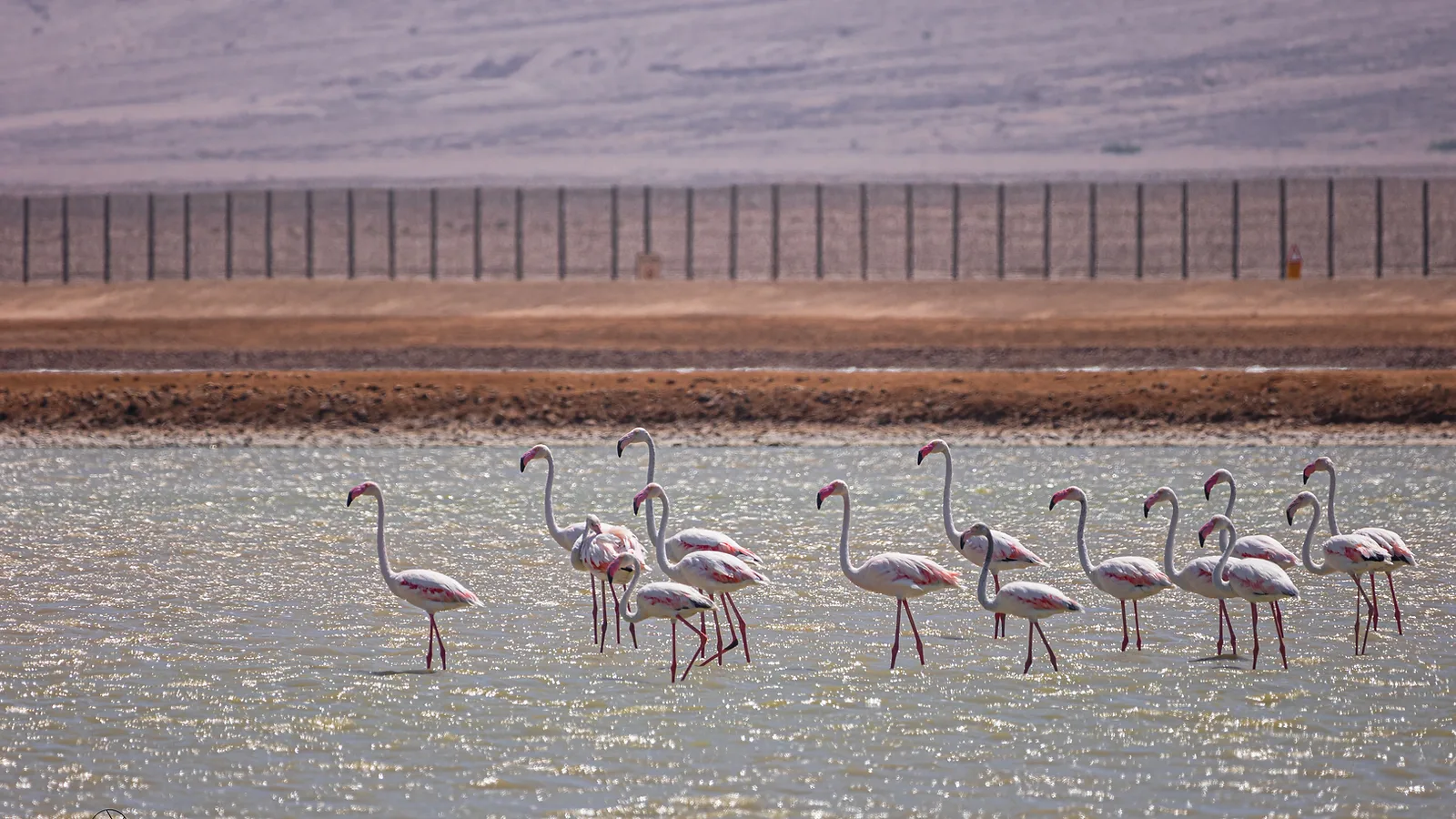 פלמינגו
