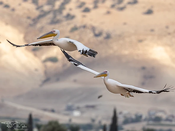 צילום מרהיב של שני שקנאים מצויים בתעופה מתואמת מעל נוף הררי רך ומטושטש. השימוש בעדשת 500 מ"מ יצר דחיסה יפה בין העופות לרקע. החשיפה המהירה, 1/1000 שניה, הקפיאה את תנועת הכנפיים בחדות מרשימה, בעוד עומק השדה הממוקד שומר על דמויות השקנאים ברורות ומבודדות היטב בתוך הקומפוזיציה המאוזנת.
