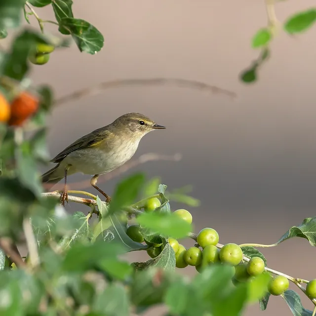 צילום טבע עדין המתעד עלווית אירופית הניצבת על ענף שיח עמוס בפרי. העוף ממוקם בחדות גבוהה על רקע רך ומטושטש, המדגיש את הפרטים הקטנים בנוצותיו. התאורה הטבעית הרכה מחמיאה לצבעי העלים והפירות, כאשר עומק השדה הרדוד מפריד את הציפור מהסביבה ויוצר קומפוזיציה הרמונית ומזמינה.