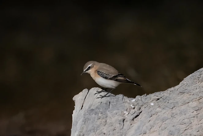 סלעית ערבות יפהפייה ניצבת במנוחה על גבי סלע מחוספס בנוף המדברי והפתוח של עזוז. התאורה הרכה מדגישה את גווני החום והקרם העדינים של ניצוי הציפור ואת תווי פניה המובחנים, בעוד הרקע הכהה והמטושטש מייצר הפרדה מצוינת, ממקד את העין בנושא ומעניק לתמונה מראה אינטימי וממוקד המדגיש את מרקם הסלע והנוצות.
