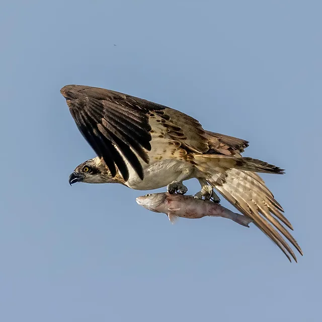 בתצלום מרשים זה נראה שלך (Osprey) במעוף דינמי, כשהוא אוחז בטרפו - דג – בטפריו בחוזקה. הקומפוזיציה מנצלת רקע שמיים נקי ואחיד המדגיש את פרטי הנוצות, מרקם הכנפיים הפרושות והעין החדה של העוף. התאורה הבהירה מאירה את הצד הצידי של השלך, ומעניקה לו חדות מרבית וצבעים טבעיים ברורים.