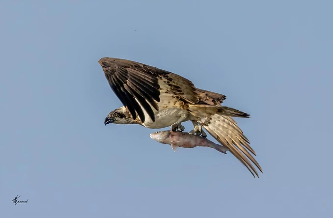 בתצלום מרשים זה נראה שלך (Osprey) במעוף דינמי, כשהוא אוחז בטרפו - דג – בטפריו בחוזקה. הקומפוזיציה מנצלת רקע שמיים נקי ואחיד המדגיש את פרטי הנוצות, מרקם הכנפיים הפרושות והעין החדה של העוף. התאורה הבהירה מאירה את הצד הצידי של השלך, ומעניקה לו חדות מרבית וצבעים טבעיים ברורים.