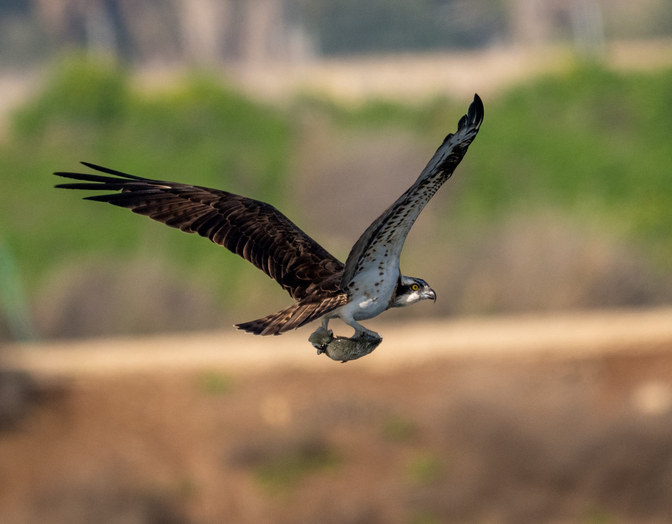 צילום טבע עוצר נשימה המתעד שלך (Osprey) במעוף מרשים כשהוא אוחז דג בטופריו. החדות המצוינת על גוף העוף, בשילוב מהירות תריס גבוהה של 1/3200 שניות, מקפיאה את התנועה בדיוק רב. עומק השדה הרדוד במוקד 600 מ"מ מייצר רקע מטושטש ורך, המדגיש את הפרטים והמרקם של כנפי העוף.