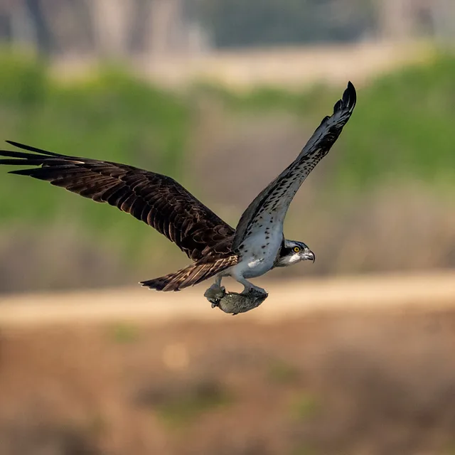צילום טבע עוצר נשימה המתעד שלך (Osprey) במעוף מרשים כשהוא אוחז דג בטופריו. החדות המצוינת על גוף העוף, בשילוב מהירות תריס גבוהה של 1/3200 שניות, מקפיאה את התנועה בדיוק רב. עומק השדה הרדוד במוקד 600 מ"מ מייצר רקע מטושטש ורך, המדגיש את הפרטים והמרקם של כנפי העוף.