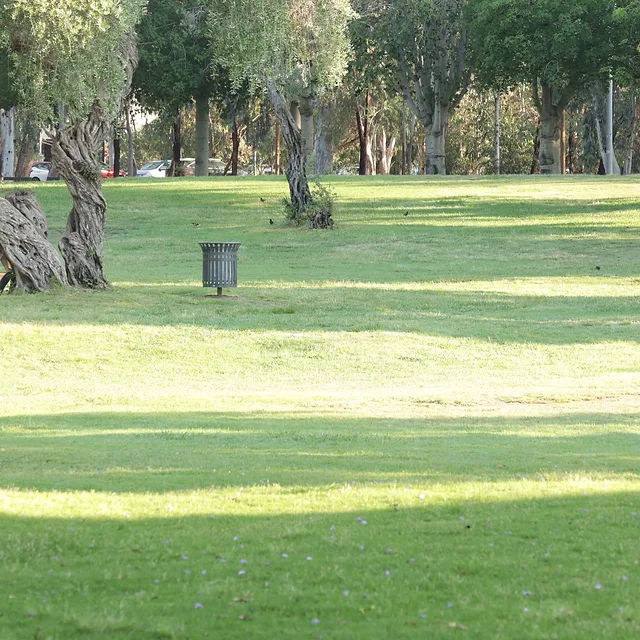 צילום נוף אורבני מואר באור יום של פארק רחב ידיים. הקומפוזיציה מציגה מדשאה ירוקה הנמתחת אל עבר שורת עצים ברקע, תוך שילוב אלמנטים של ריהוט גן ופח אשפה המעניקים תחושה יומיומית. התמונה מאופיינת בתאורה טבעית המייצרת משחקי אור וצל על המשטח המישורי, בעוד עומק השדה המתונה שומר על חדות מוגבלת בפרטי הרקע.