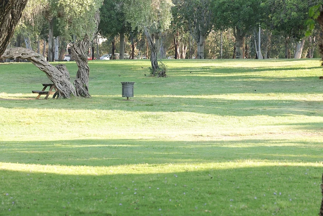 צילום נוף אורבני מואר באור יום של פארק רחב ידיים. הקומפוזיציה מציגה מדשאה ירוקה הנמתחת אל עבר שורת עצים ברקע, תוך שילוב אלמנטים של ריהוט גן ופח אשפה המעניקים תחושה יומיומית. התמונה מאופיינת בתאורה טבעית המייצרת משחקי אור וצל על המשטח המישורי, בעוד עומק השדה המתונה שומר על חדות מוגבלת בפרטי הרקע.