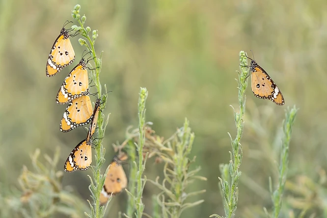 צילום מאקרו מרשים של קבוצת פרפרי דנאית הדורה הנחים על ענפי צמח. הקומפוזיציה המאוזנת מדגישה את חמשת הפרפרים הממוקמים משמאל ואת הפרפר הבודד מימין, תוך שימוש בעומק שדה רדוד המטשטש את הרקע בצורה רכה ונעימה. גווני הכתום והשחור של הכנפיים בולטים על רקע הצמחייה הירוקה והמטושטשת, ומעניקים תחושת שלווה.